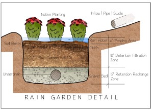 Rain Garden Detail Coloured jpeg
